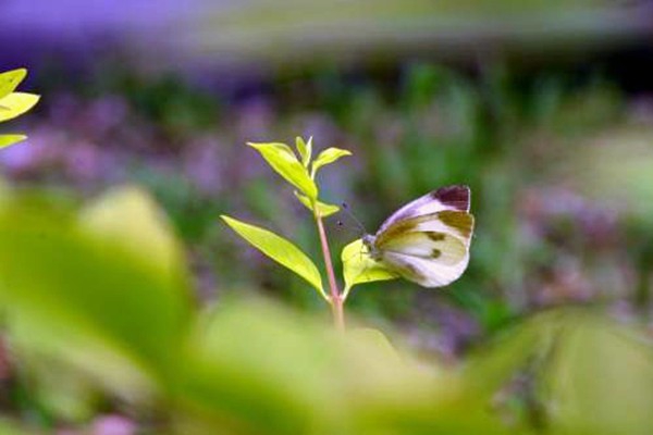 環境監測公司如何打出聲勢，塑造品牌？