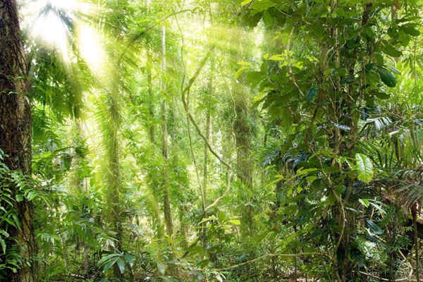 哪些植物可以作為環境監測的指示物？